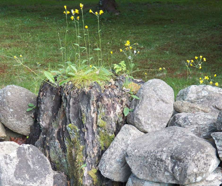 If you have bought a new home or you are renovating your outdoor space, here is how to get rid of landscaping rocks quickly and easily!