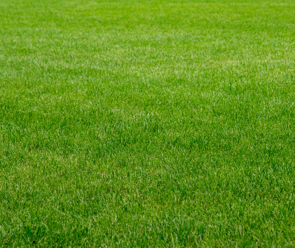 Want a thicker, greener lawn? Learn the best time to aerate and overseed for cool-season and warm-season grasses—plus expert tips for lasting results.