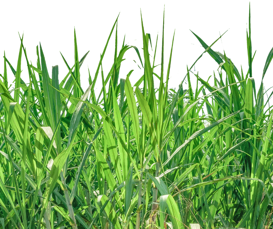 When To Aerate Your Lawn And Overseed