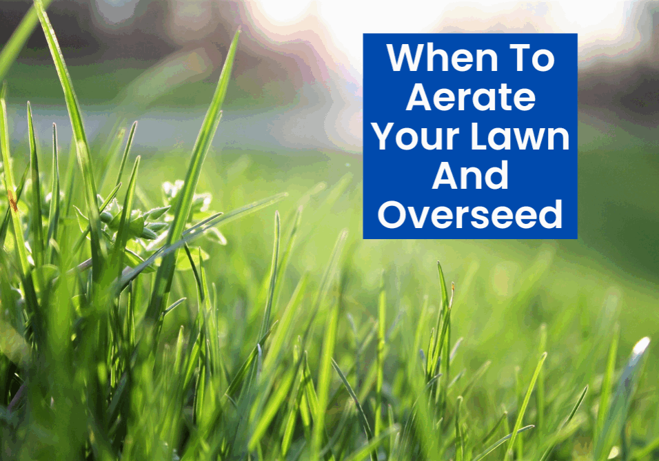 Want a thicker, greener lawn? Learn the best time to aerate and overseed for cool-season and warm-season grasses—plus expert tips for lasting results.